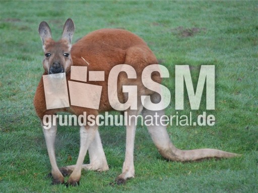 Rotes Riesenkänguru_3.jpg